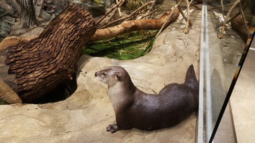 This is an otter. It is very cute and otherwise has nothing to do with this blog post.